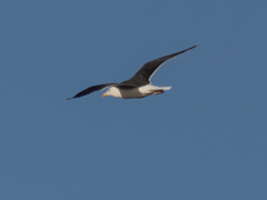 Larus marinus