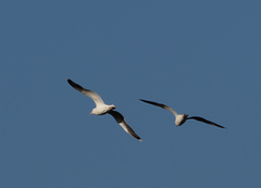 Larus marinus
