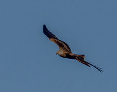 Milvus milvus