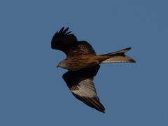 Milvus milvus