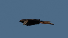 Milvus milvus