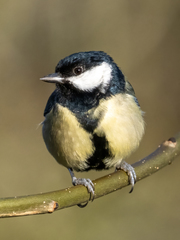 Parus major