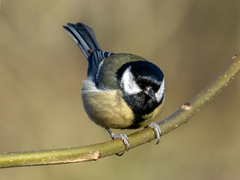 Parus major