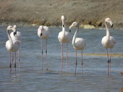 Phoenicopterus roseus
