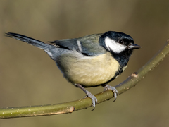 Parus major
