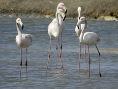 Phoenicopterus roseus