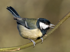 Parus major