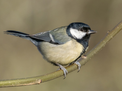 Parus major