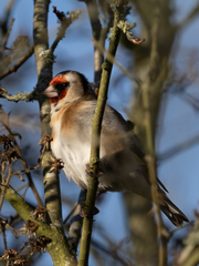 Carduelis carduelis