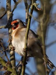 Carduelis carduelis