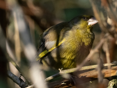 Chloris chloris