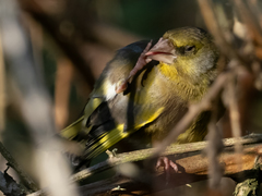 Chloris chloris