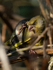 Chloris chloris