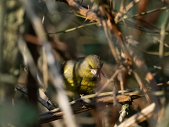 Chloris chloris