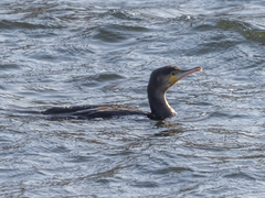 Phalacrocorax carbo