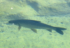 Prochilodus lineatus