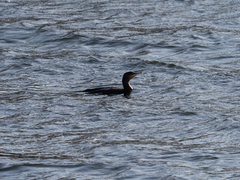 Phalacrocorax carbo