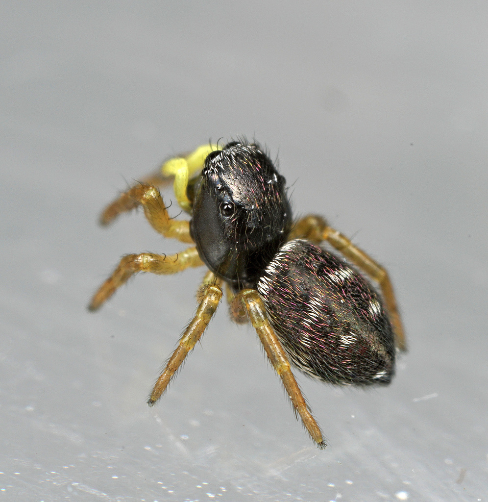 Heliophanus lineiventris