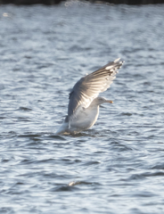 Larus argentatus