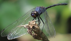 Trithemis aconita