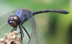 Trithemis aconita