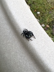 Phidippus audax