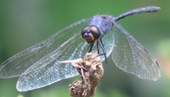 Trithemis aconita