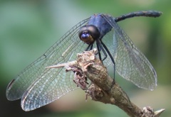 Trithemis aconita