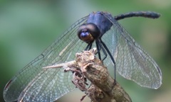 Trithemis aconita