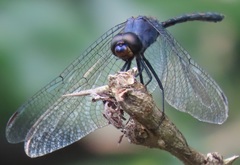 Trithemis aconita