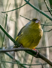 Chloris chloris