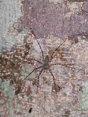Pandercetes gracilis