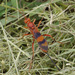 Compsocryptus texensis - Photo (c) Judith Ellen Lopez, μερικά δικαιώματα διατηρούνται (CC BY-NC)