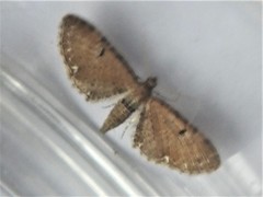 Eupithecia assimilata