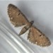 Eupithecia assimilata - Photo (c) Alison Parnell,  זכויות יוצרים חלקיות (CC BY-NC), הועלה על ידי Alison Parnell