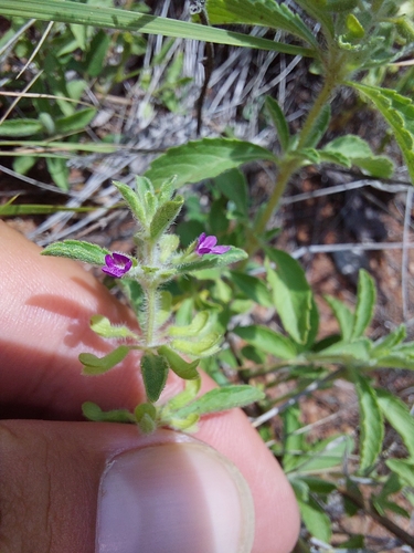 Image of Endostemon tereticaulis by (c) Manuel R Popp, some rights reserved (CC BY)