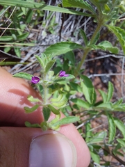 Endostemon tereticaulis