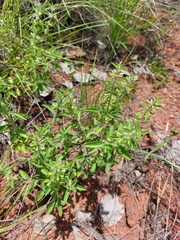 Endostemon tereticaulis