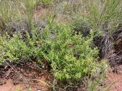 Endostemon tereticaulis