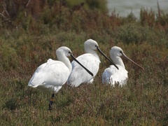 Platalea leucorodia
