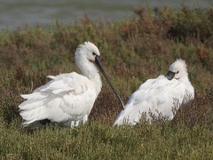 Platalea leucorodia