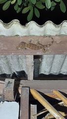 Gekko gecko