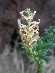 Hebenstretia dentata