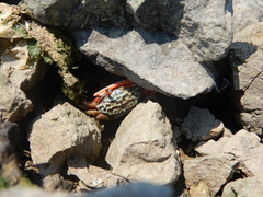 Paraleptuca splendida