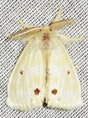 Euproctis haemodetes