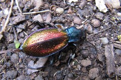 Carabus hispanus