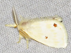 Euproctis haemodetes