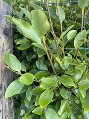 Griselinia littoralis