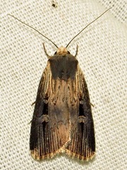 Effractilis effracta