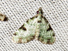 Piercia nimipunctata